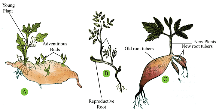 Reproduction in Plants Class 7 Notes Science Chapter 8