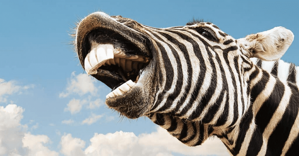 Sharp front teeth of Zebra