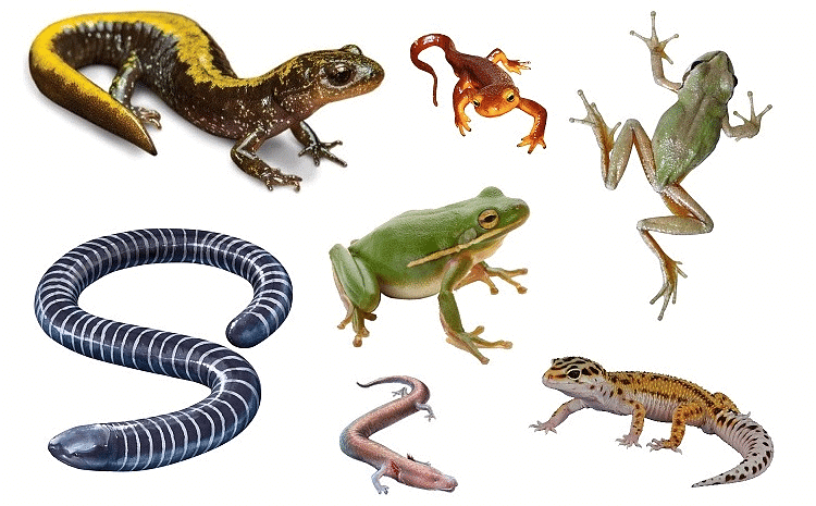 Amphibians