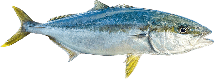 Worksheet: The Fish Tale - 2