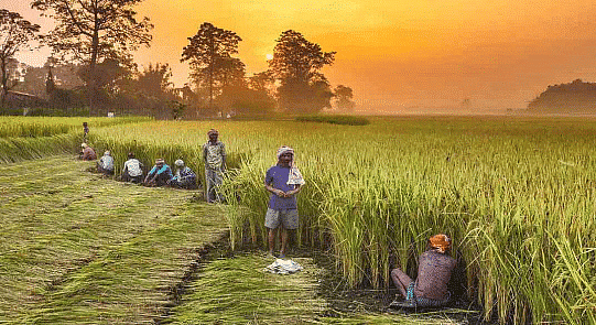 Agro-Based Industry