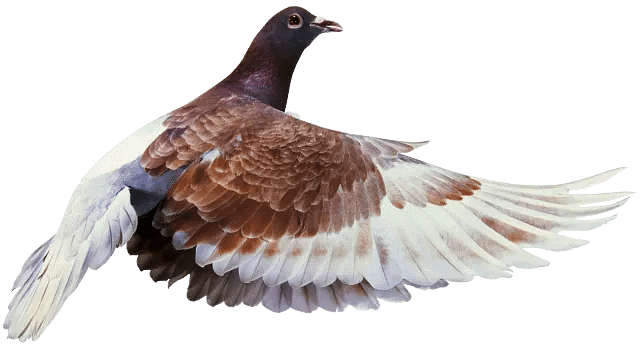Feathers of a Bird