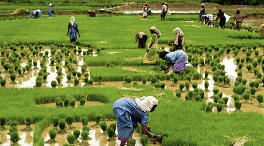 Change & Development in Rural Society Class 12 Sociology