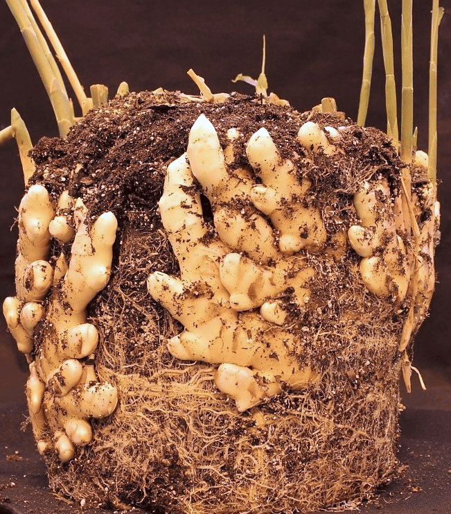 NCERT Exemplar Solutions: Crop Production & Management | Science Class 8