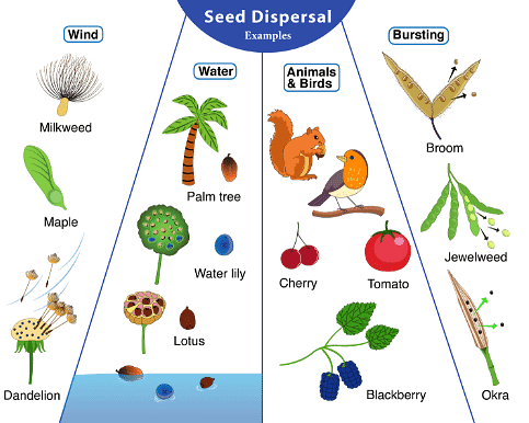 Reproduction in Plants Class 7 Notes Science Chapter 8