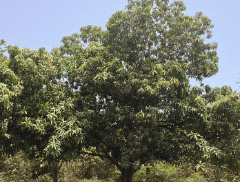 Wild Mango Tree