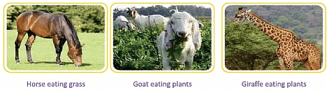 Animals- Food and Shelter Class 1 Notes EVS