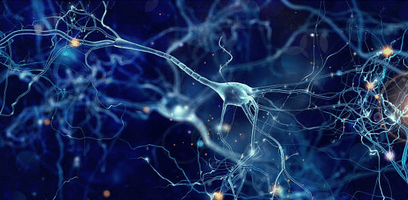 Nerve cells