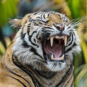 Pointed teeth of Tiger