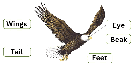 Answer the following questions in brief