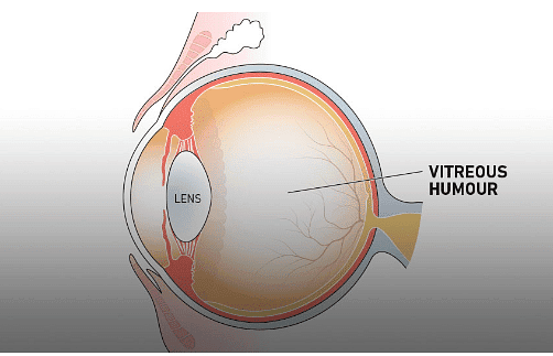 Vitreous Humour