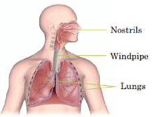 Animal Life Class 5 Notes Science