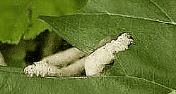 Silk Worms