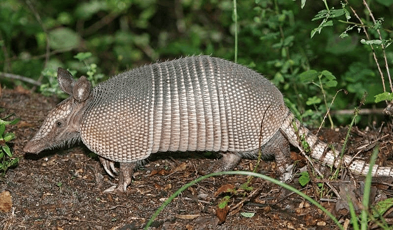 Plates of Armadillos