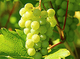 Grapes