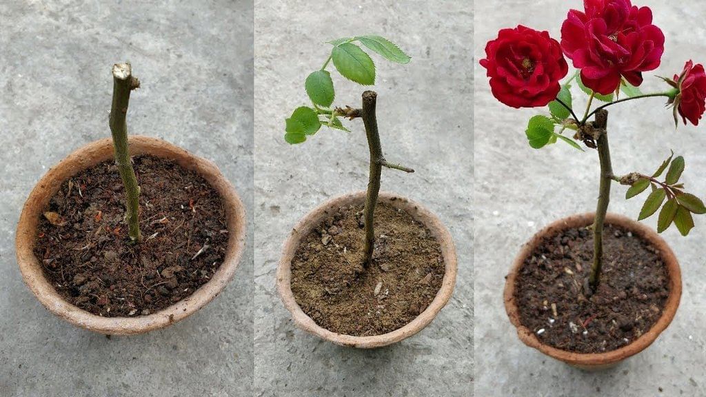 How does a Plant Grow from the Seed? | Science Class 5