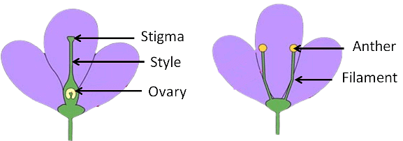 Reproduction in Plants Class 7 Notes Science Chapter 8