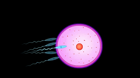 Very Short Answers - Reproduction in Animals, Science, Class 8 | Science Class 8