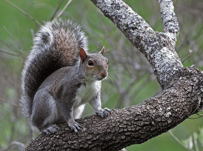 Squirrel
