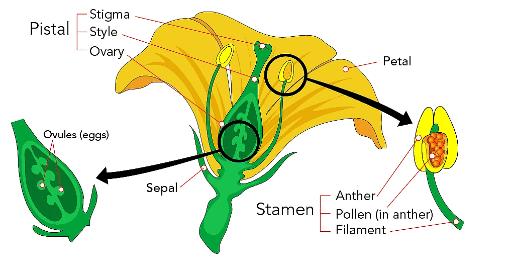 Reproduction in Plants Class 7 Notes Science Chapter 8