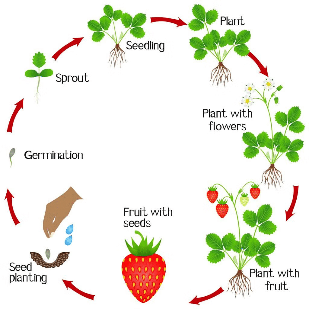Reproduction in Plants | Science Class 5