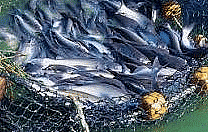 Pisciculture