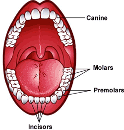 Arrangement of teeth 