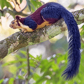 Indian Giant Squirrels