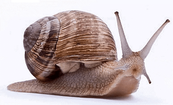 Snail