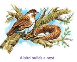 Animals- Food and Shelter Class 1 Notes EVS