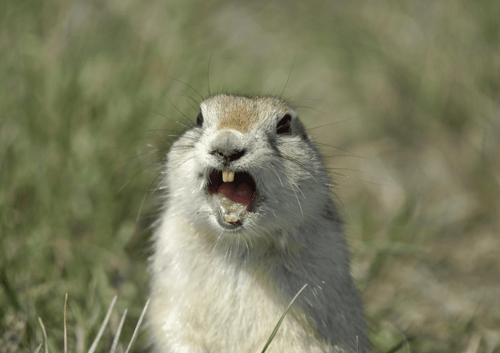 Sharp front teeth of Squirrel