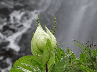 Flora