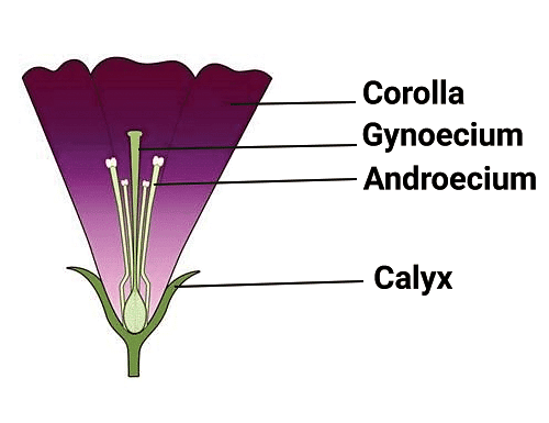Reproduction in Plants | Science Class 5