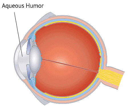 Aqueous humour