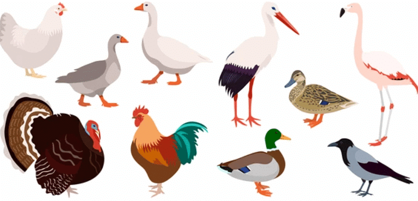 Aerial animals