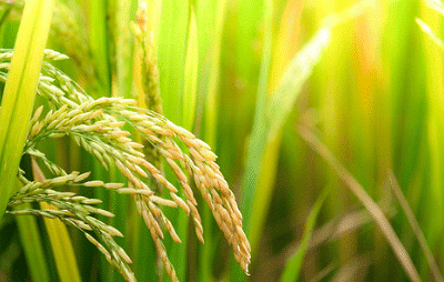 Class 8 Science - Crop Production and Management CBSE Worksheets Solutions