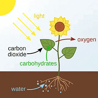 Life Processes Class 10 Notes Science Chapter 5