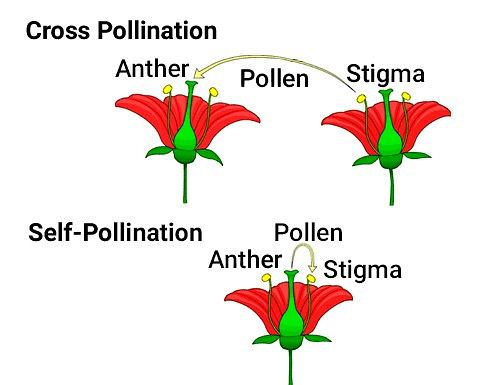 Reproduction in Plants Class 7 Notes Science Chapter 8