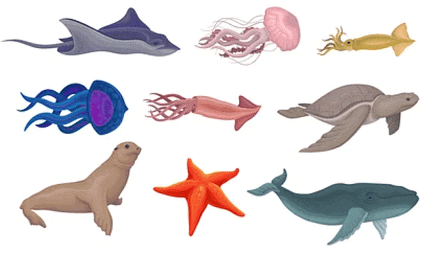 Aquatic animals