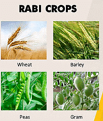 Class 8 Science - Crop Production and Management CBSE Worksheets Solutions