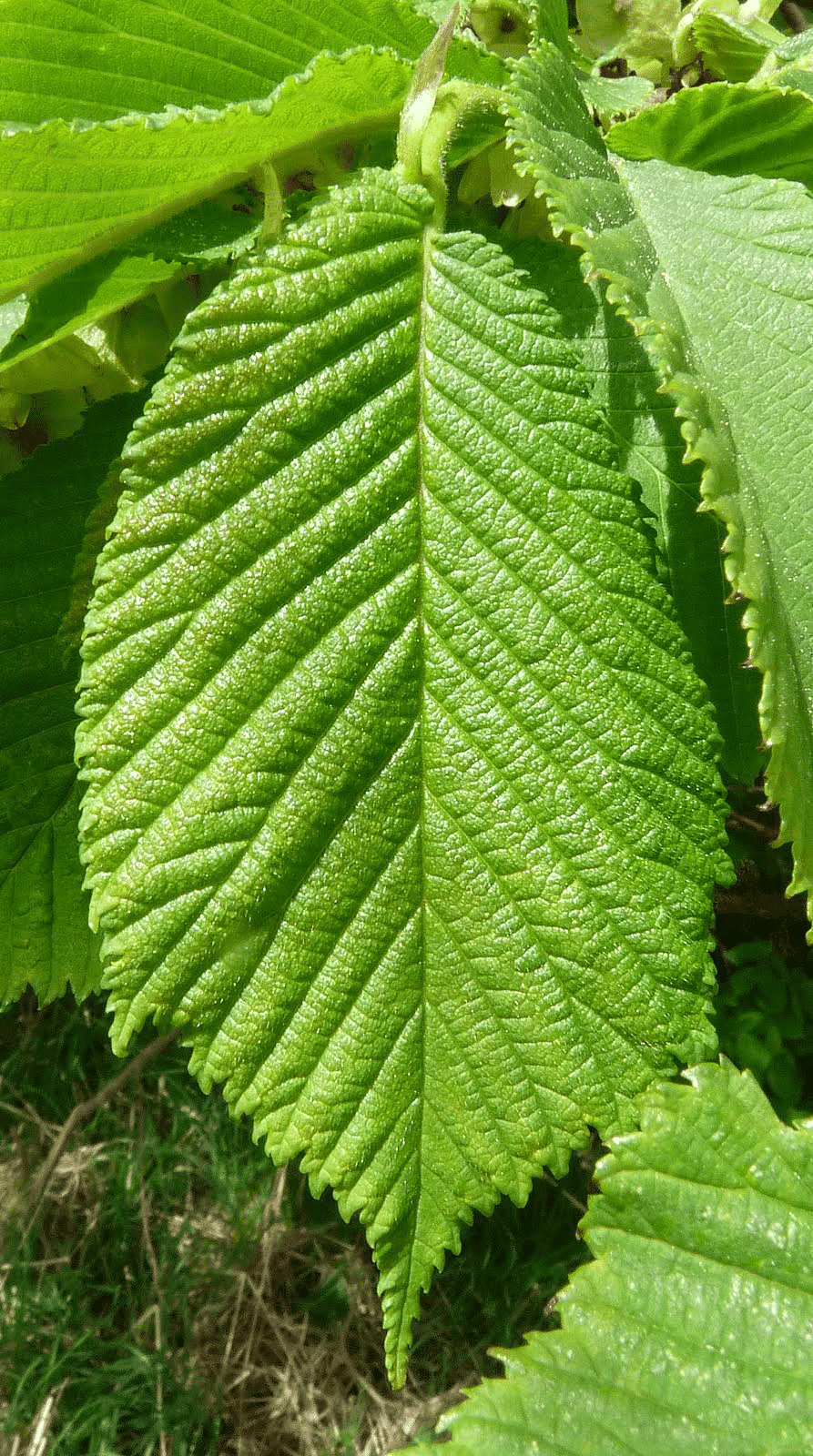 Rough textured leaf