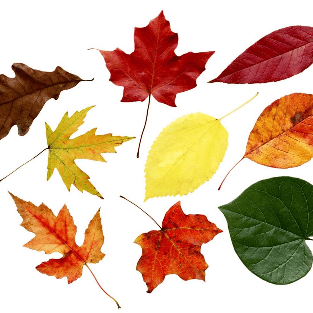 Variety of leaves