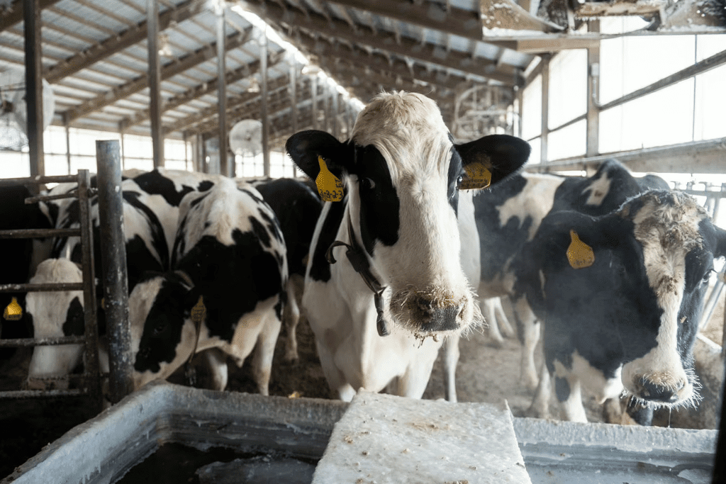 Dairy Farming