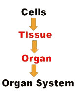 Structural Organization in Animals Chapter Notes | Biology Class 11 - NEET