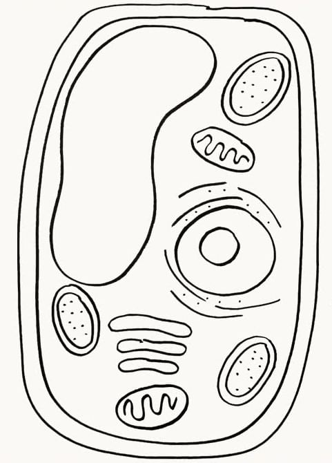 How to Draw Biology Diagrams Class 10 Easily?