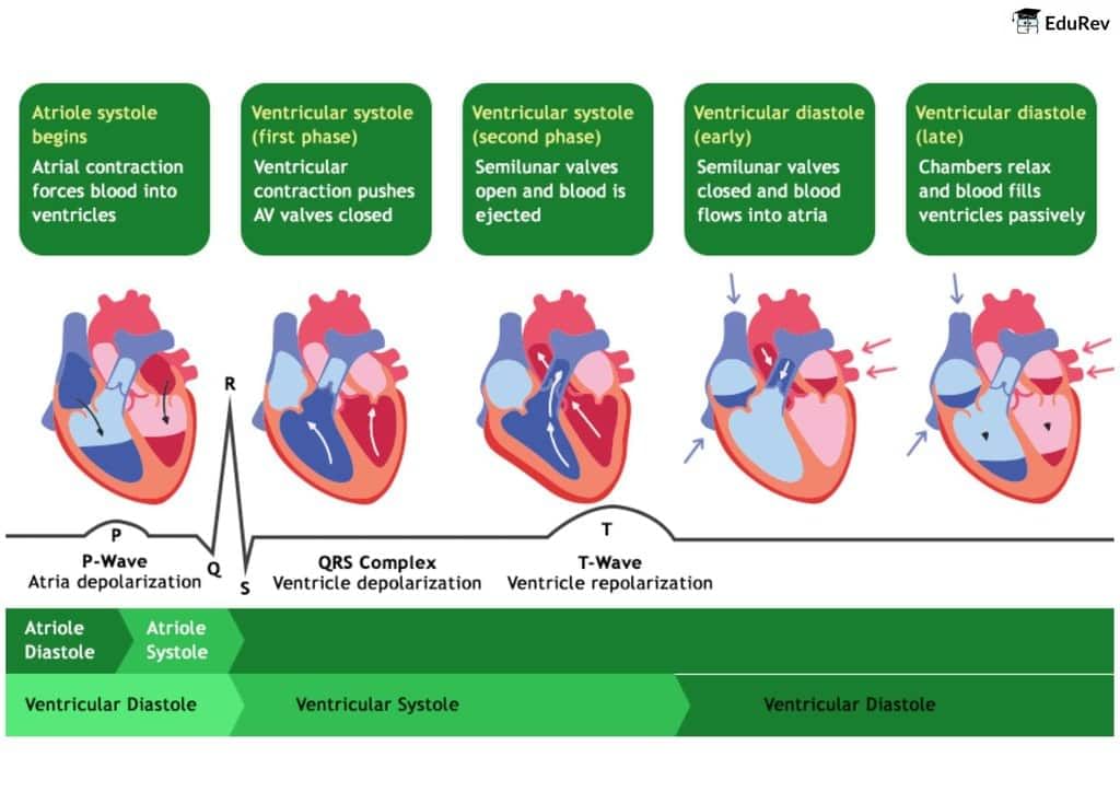Poster: Cardiac cycle and ECG | Biology Class 11 - NEET