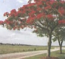 5. Angiosperms -Efficient reproduction and seed dispersal