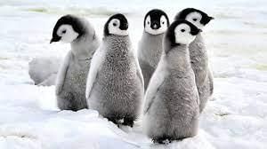 Penguin
