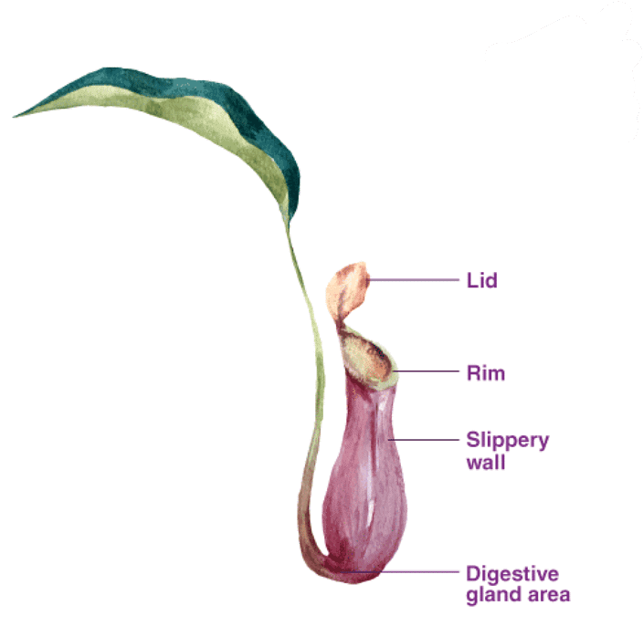          Pitcher Plant