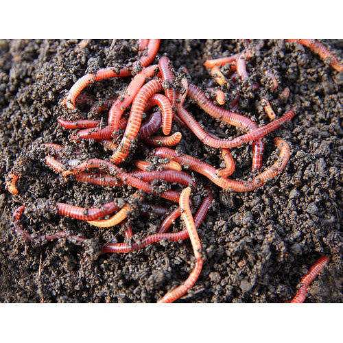 A seed tells a Farmer`s Story Class 5 Notes EVS Chapter 19